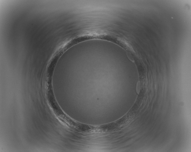 X0000066540736200603241410