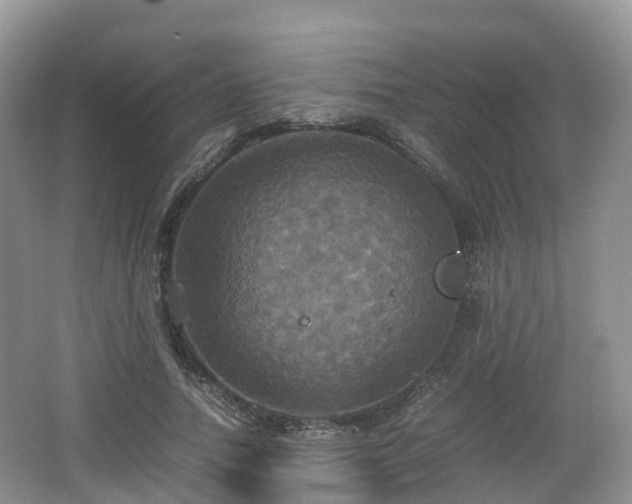 X0000066540738200603241410