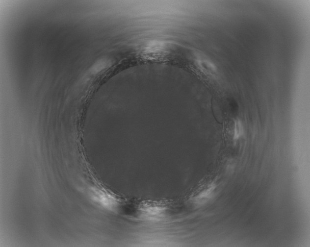 X0000066540817200603241409