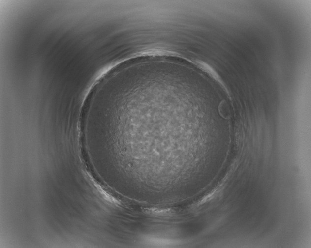 X0000066540831200603241409