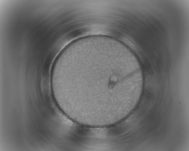 X0000066540836200603241409