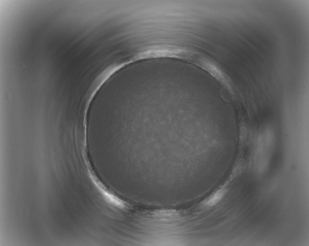 X0000066540844200603241409