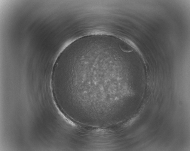 X0000066540847200603241409