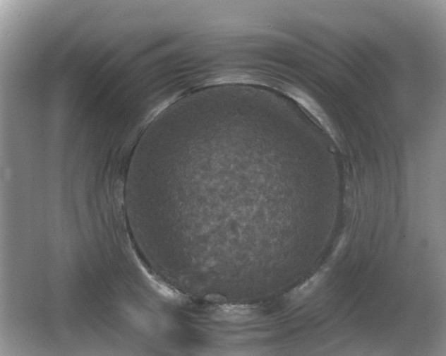 X0000066540849200603241409