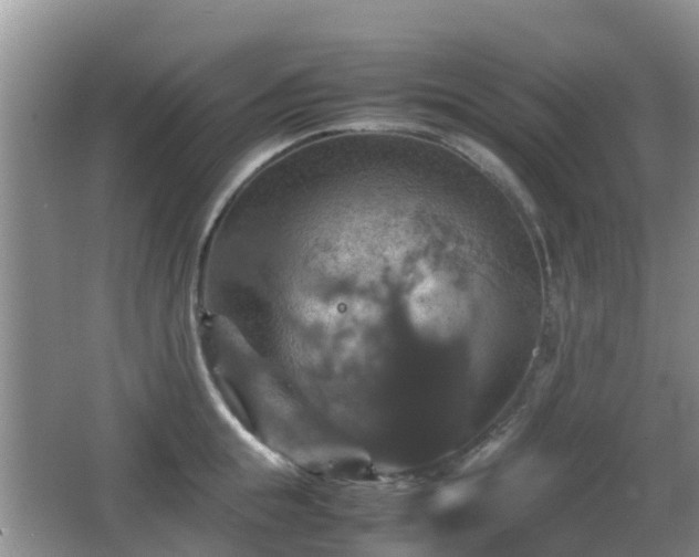 X0000066540855200603241409