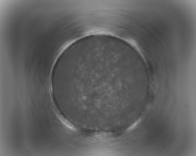 X0000066540887200603241408