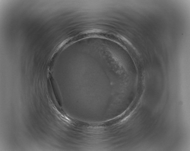 X0000066540921200603241407