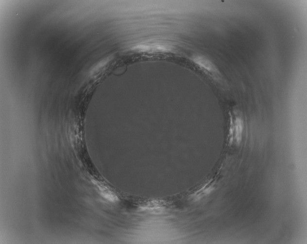 X0000066540966200603241407