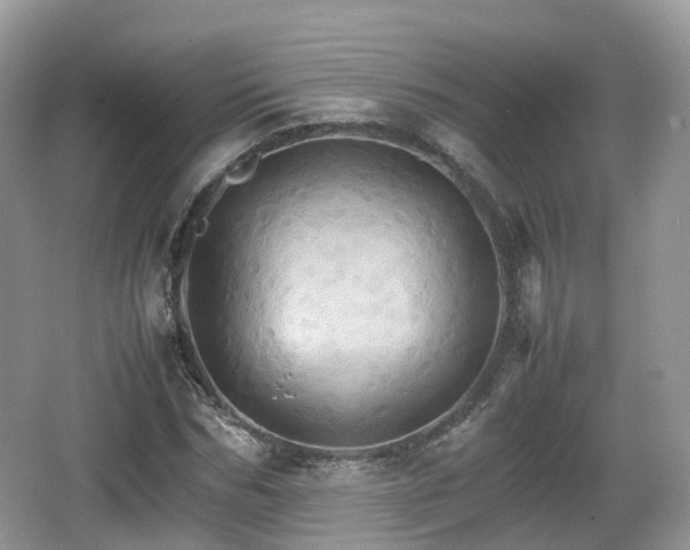 X0000066540970200603241407