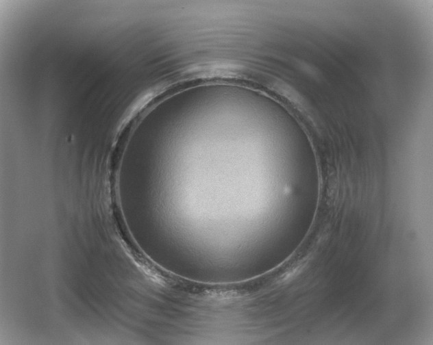 X0000066540978200603241407