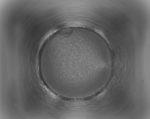 X0000066540979200603241407