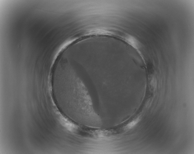 X0000066540987200603241406