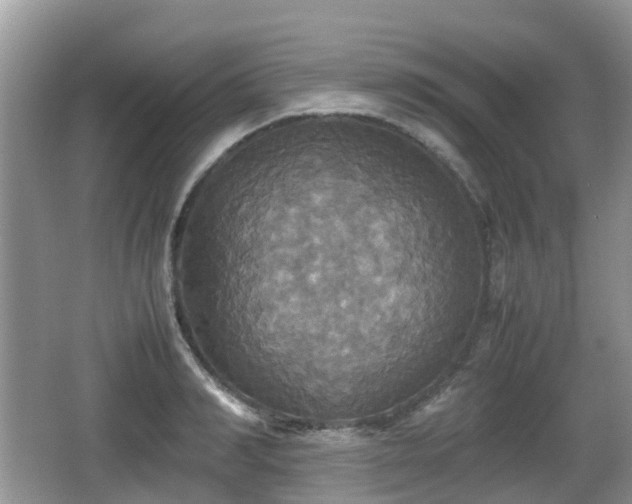 X0000066540990200603241406