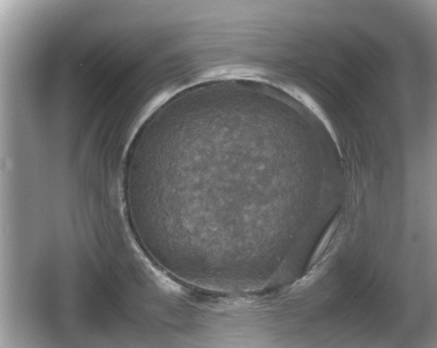 X0000066540997200603241406