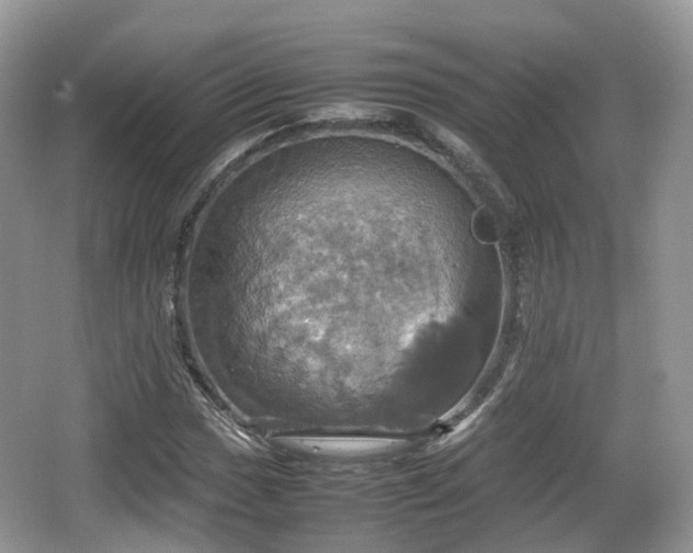 X0000066541017200603241405