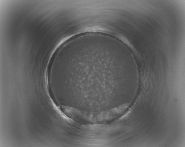 X0000066541032200603241406