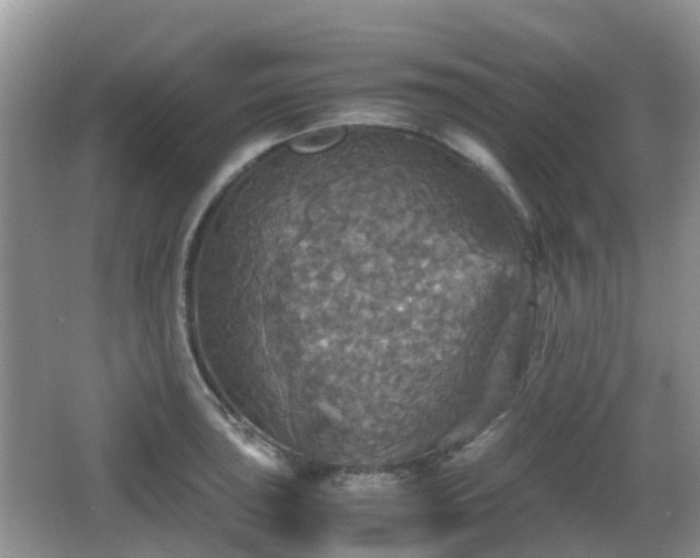 X0000066541043200603241406