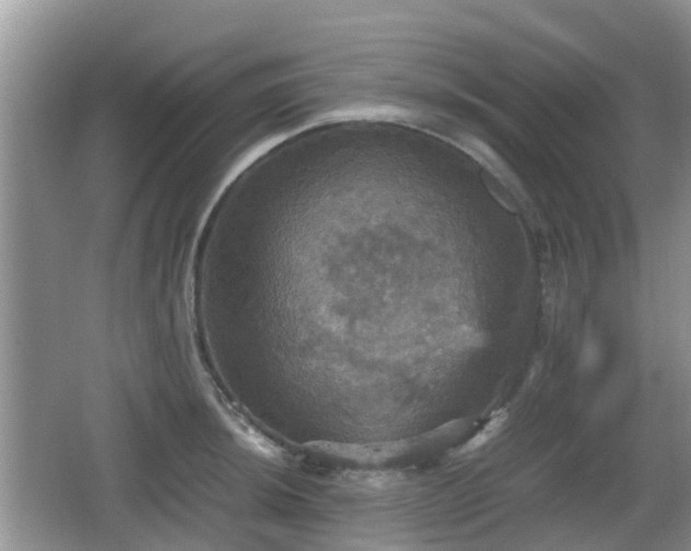 X0000066541044200603241406