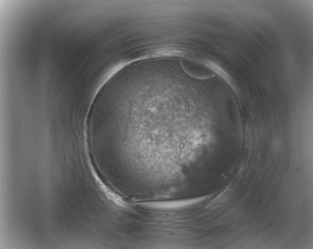 X0000066541047200603241406