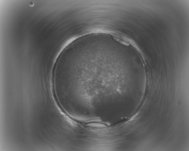 X0000066541048200603241406