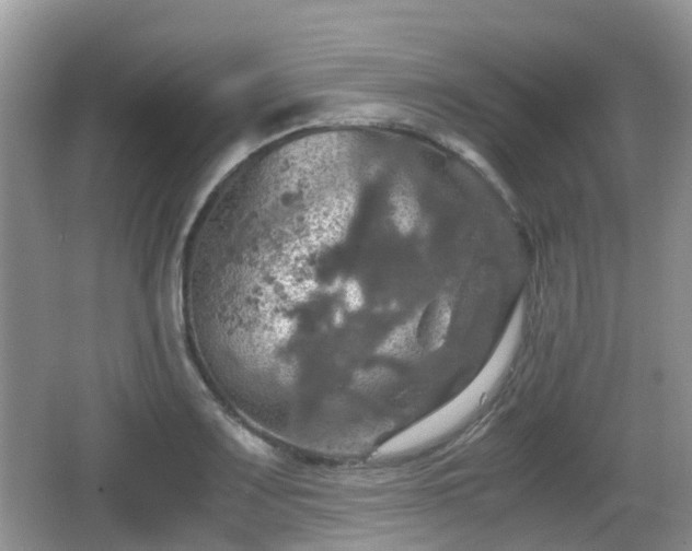 X0000066541083200603241405