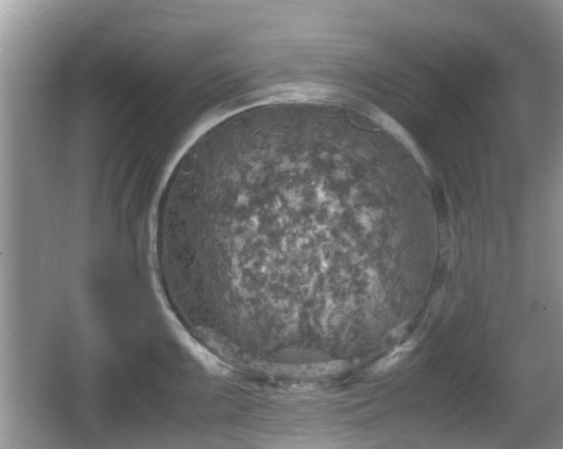 X0000066541099200603241405