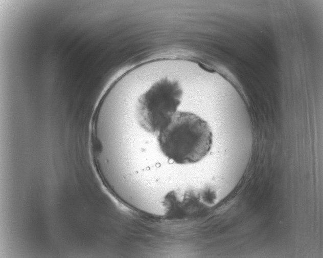 X0000066541103200603241405