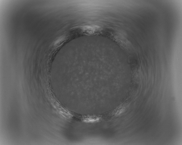 X0000066541105200603241404