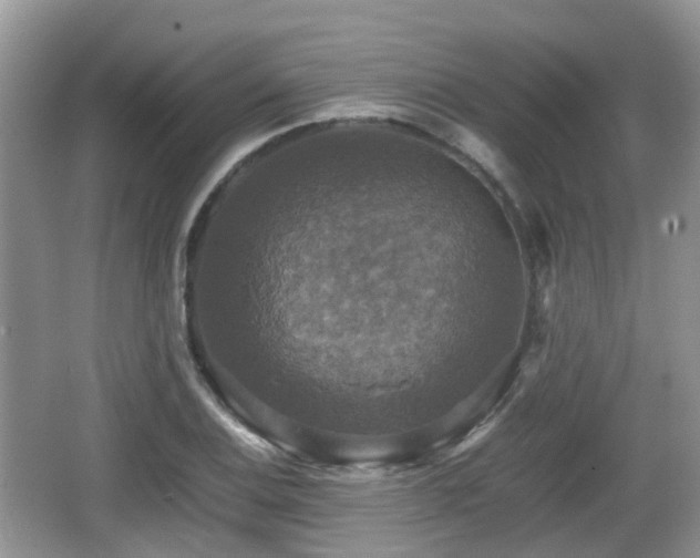 X0000066541124200603241404