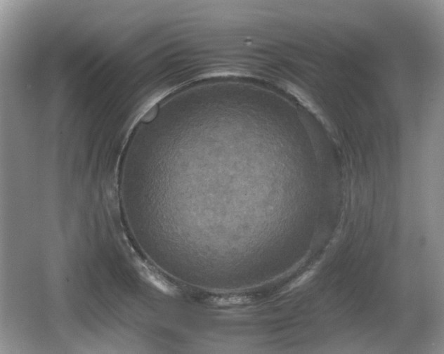 X0000066541129200603241404