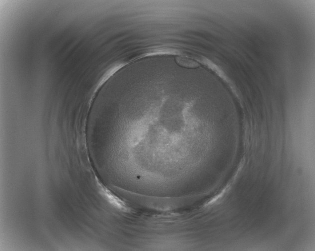 X0000066541137200603241404