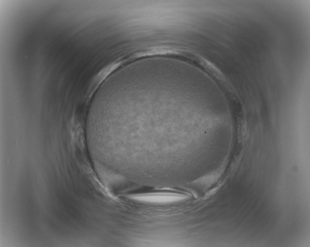 X0000066541177200603241403