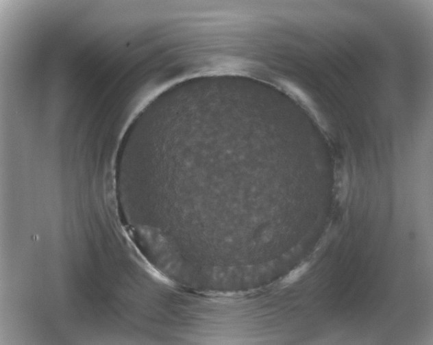 X0000066541184200603241403