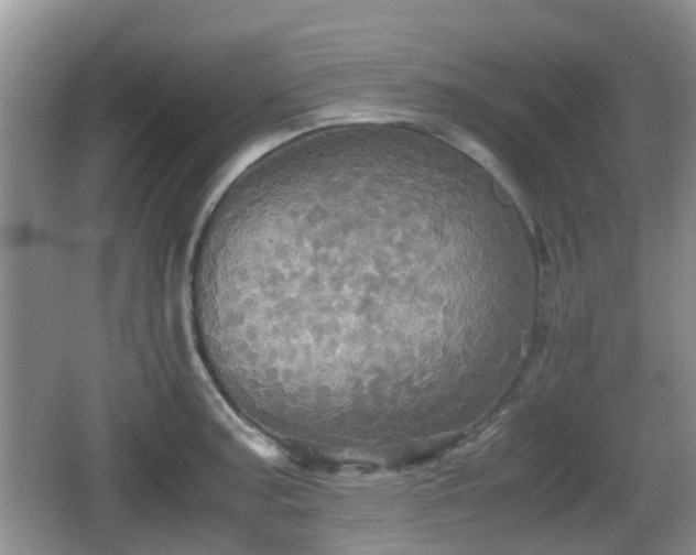 X0000066541187200603241403