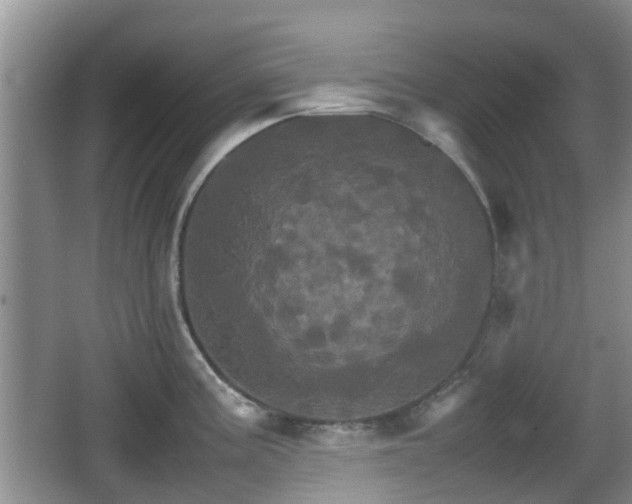 X0000066541195200603241403