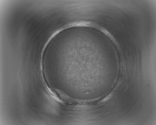 X0000066541232200603241403