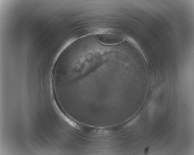 X0000066541235200603241403