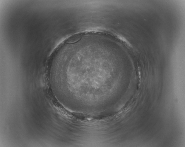 X0000066541256200603241402