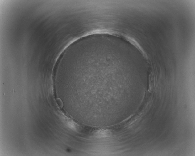 X0000066541268200603241402