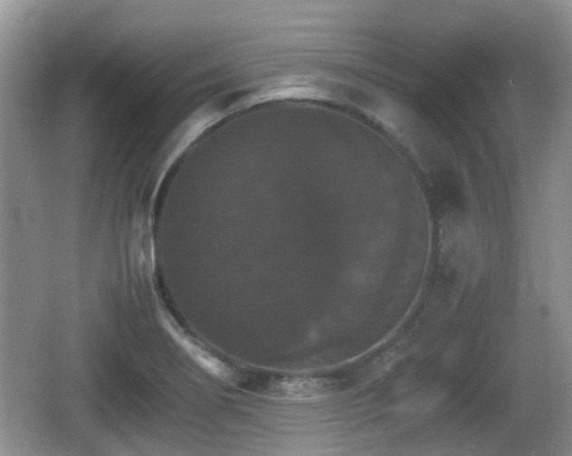 X0000066541274200603241402