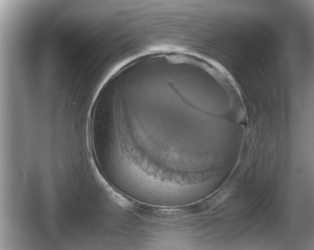 X0000066541295200603241401