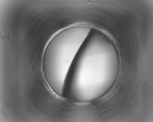 X0000066541296200603241401