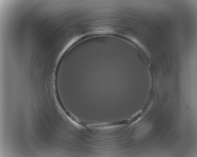 X0000066541325200603241401