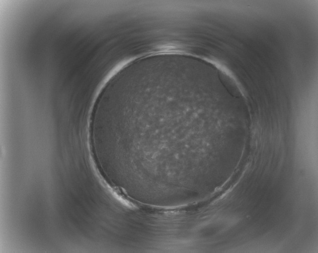 X0000066541333200603241401