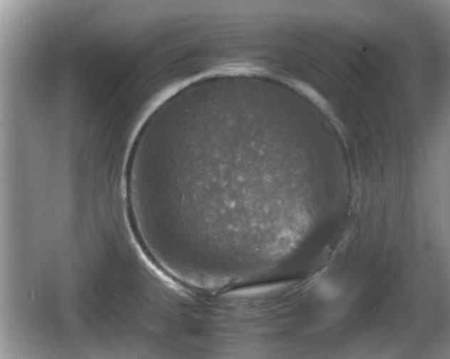 X0000066541335200603241401