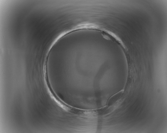 X0000066541383200603241400