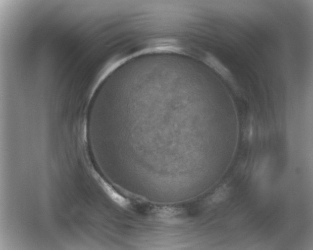 X0000066541420200603241359