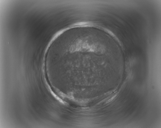 X0000066541421200603241359