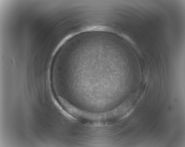 X0000066541422200603241359