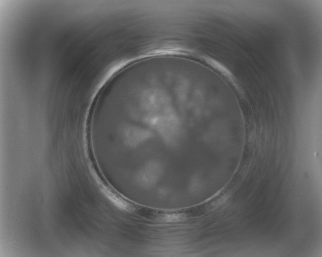 X0000066541423200603241359